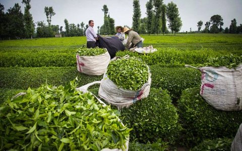 تولید ۲۸ هزار تن چای ایرانی از ابتدای امسال
