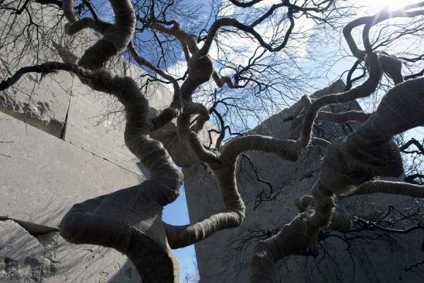 اولین موزه درخت در جهان