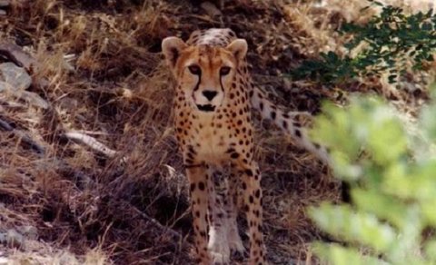 حفاظت از یوزپلنگ ایرانی در منطقه عباس‌آباد نایین