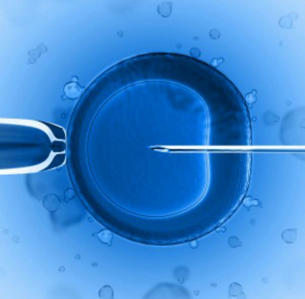 تولید سلول‌های زایای جنسی از سلول‌های بنیادی پرتوان