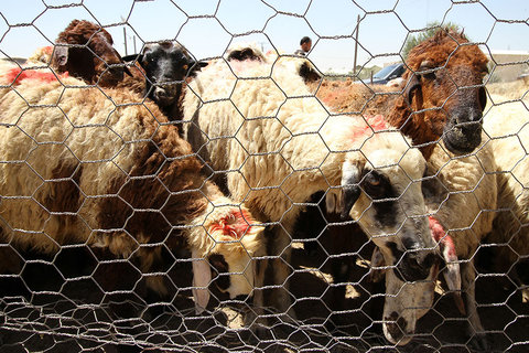 کشف سوخت و گوسفند قاچاق در تیران وکرون