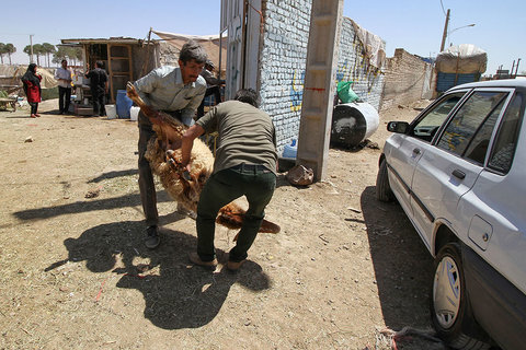بازار خرید و فروش گوسفند قربانی در عید قربان
