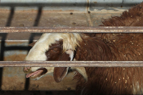 بازار خرید و فروش گوسفند قربانی در عید قربان