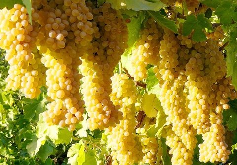 Grapes, Tourism, and Ecotourism Festival  to hold in Isfahan