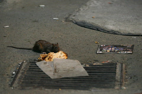 هزینه ۵۰۰ میلیون تومانی شهرداری برای مبارزه با موشها