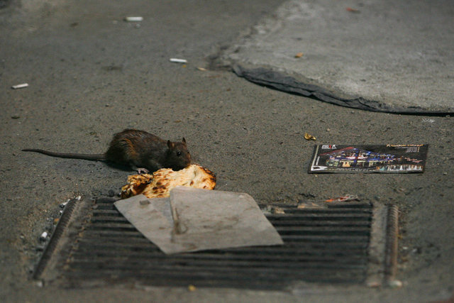 هزینه ۵۰۰ میلیون تومانی شهرداری برای مبارزه با موشها