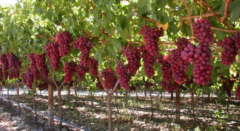 Grapes, Tourism, and Ecotourism Festival  to hold in Isfahan