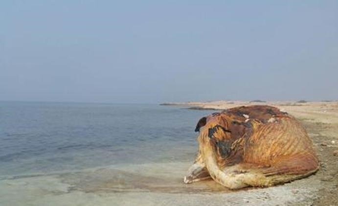علت مرگ نهنگ ۳۵ تنی در جزیره سیری نامشخص است+عکس