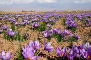 آغاز برداشت زعفران در مزارع کشاورزی دهاقان