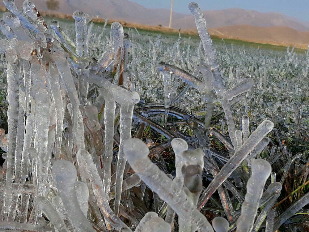 خودنمایی زمستان در مزارع بوئین میاندشت+تصاویر