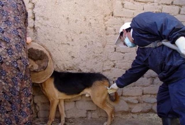 روند حیوان‌گزیدگی درحال افزایش است / تزریق شبانه‌روزی واکسن هاری در استان اصفهان