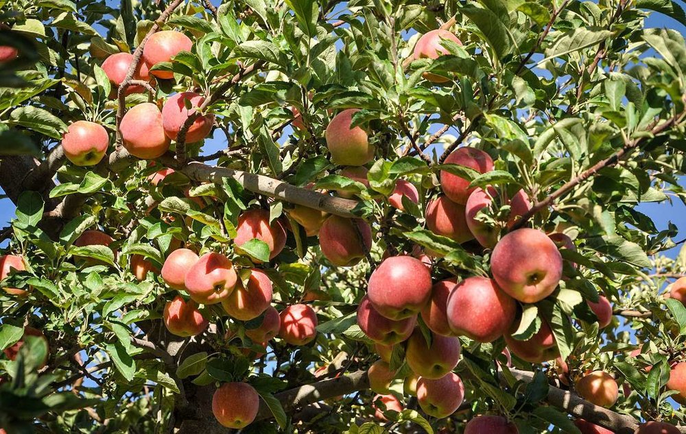 دنیا از برند سیب ایران بی‌اطلاع است/چشم طمع دلالان به سیب سمیرم/خاورمیانه تنهابازار صادرات