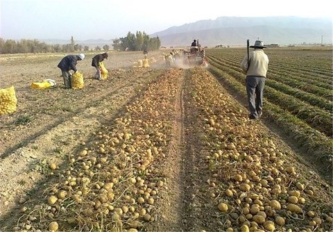 برداشت یک میلیون بذر سیب زمینی گلخانه ای در دهاقان