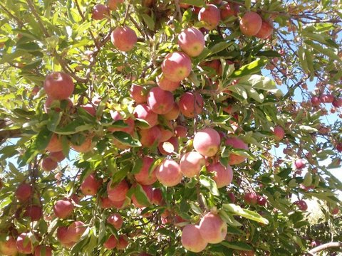 گردشگری کشاورزی، اقتصاد روستایی را رونق می‌بخشد