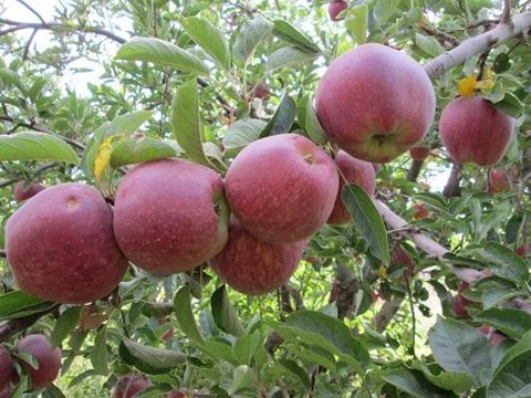 نبض کند صادرات سیب سمیرم را باید در تعرفه بالای صادراتی جستجو کرد