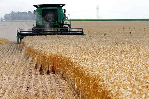 تولید ۸۰ نوع گندم در کشور/۲.۶میلیارد دلار در جیب کشاورزان خارجی