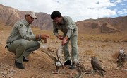 تقدیر از محیط‌بانان فعال در جمع‌آوری نمونه‌های زیستی حیات‌وحش