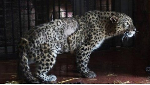 Persian Leopard Near Recovery 