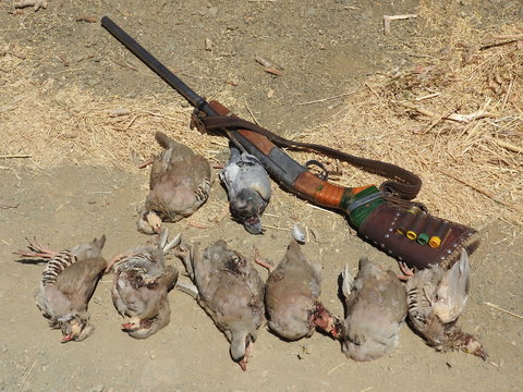 دستگیری متخلف شکار غیر مجاز در منطقه حفاظت شده کبیرکوه