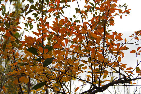 پاییز هزار رنگ - ابیانه 