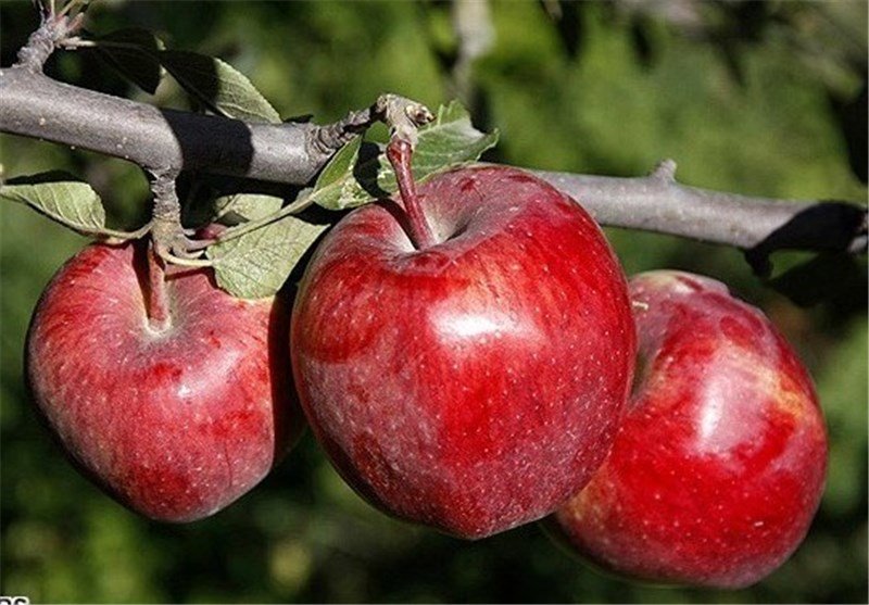 تولید ۴۷.۵ هزار تن سیب درختی درجه یک در استان اصفهان/خرید ۶۰ هزار تن سیب سمیرم برای صادرات