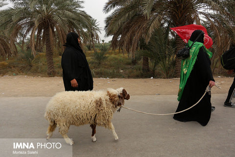 Arbaeen, walking pilgrims 