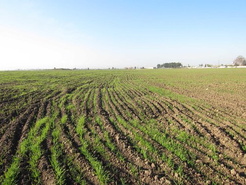 توصیه‌های کشاورزی هواشناسی برای روزهای ابتدایی آذر 