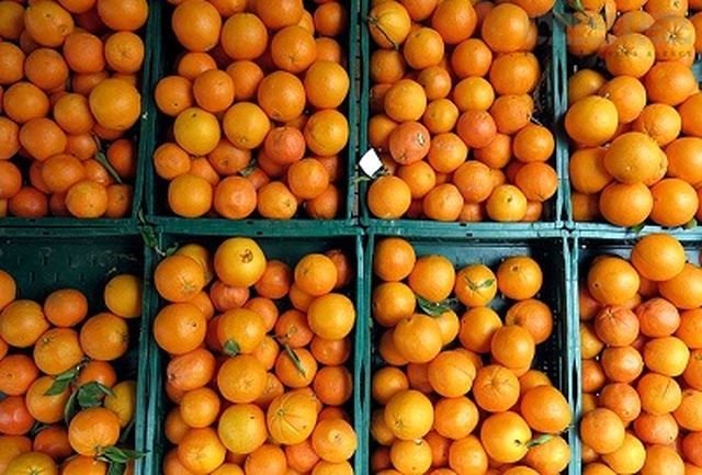 خرید و ذخیره ۴۰ هزار تن پرتقال برای تنظیم بازار نوروز