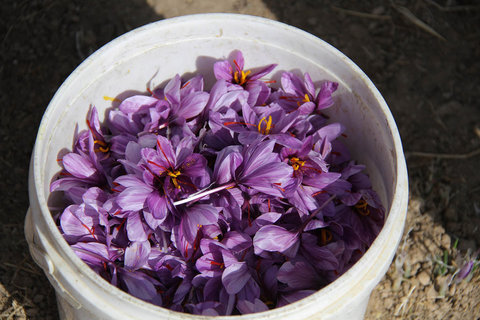  برداشت زعفران از روستای طرق رود-نطنز‎ 