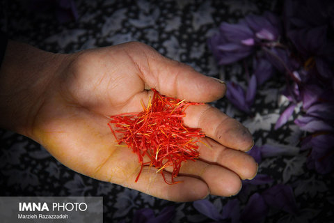 Saffron Harvest in Natanz