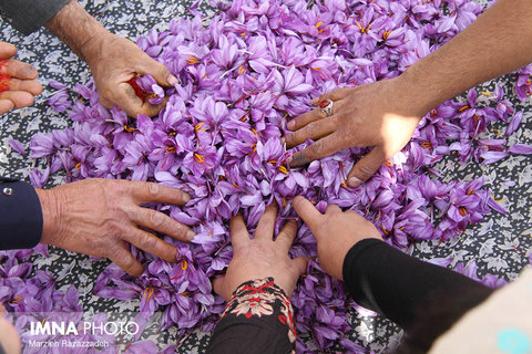 Saffron Harvest in Natanz