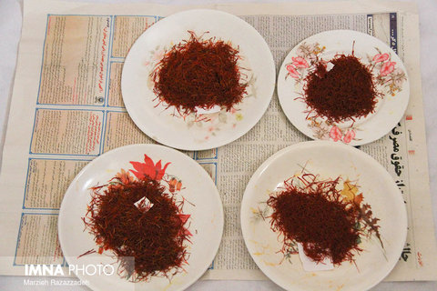 Saffron Harvest in Natanz