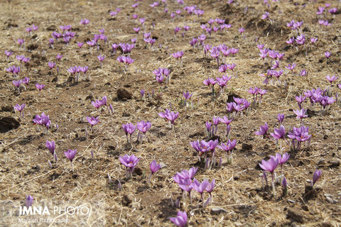 Saffron Harvest in Natanz