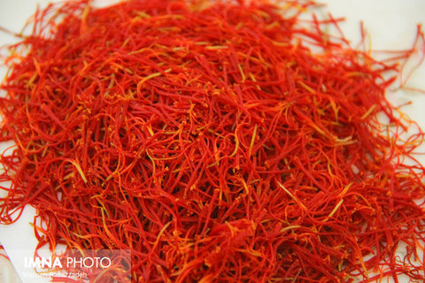 Saffron Harvest in Natanz