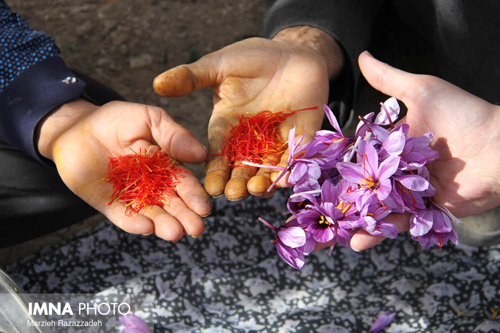 Saffron Harvest in Natanz, Isfahan Province