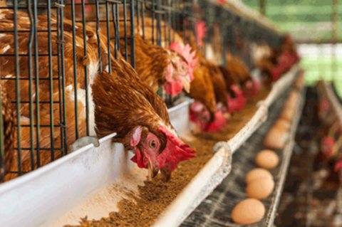 افزایش قیمت نهاده‌های دامی، مرغ و تخم مرغ را گران کرده است