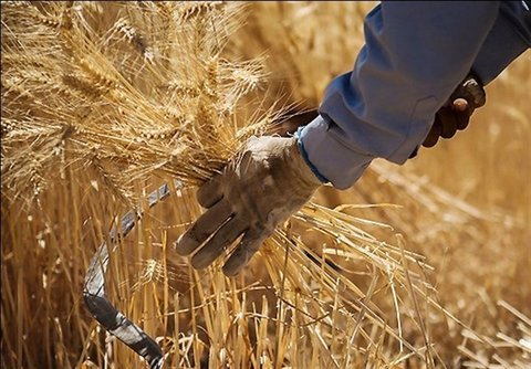 پیش‌بینی برداشت ۱۴ میلیون تن گندم در کشور