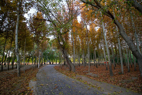 پاییز هزار رنگ- پارک جنگلی ناژوان