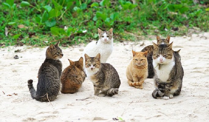 راز واکنش گربه‌ها به عبارت «مجید»