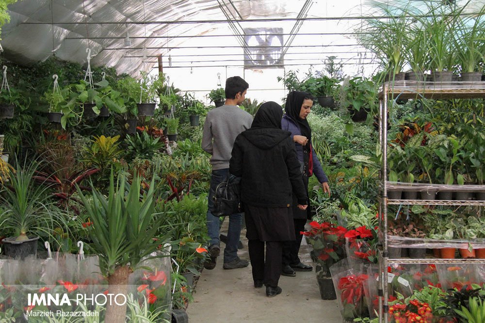 سرانه مصرف گل در ایران ۵ و در اروپا ۵۰ شاخه است