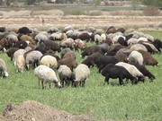 اجرای طرح ملی پرورش و اصلاح نژاد دام سبک روستایی در استان