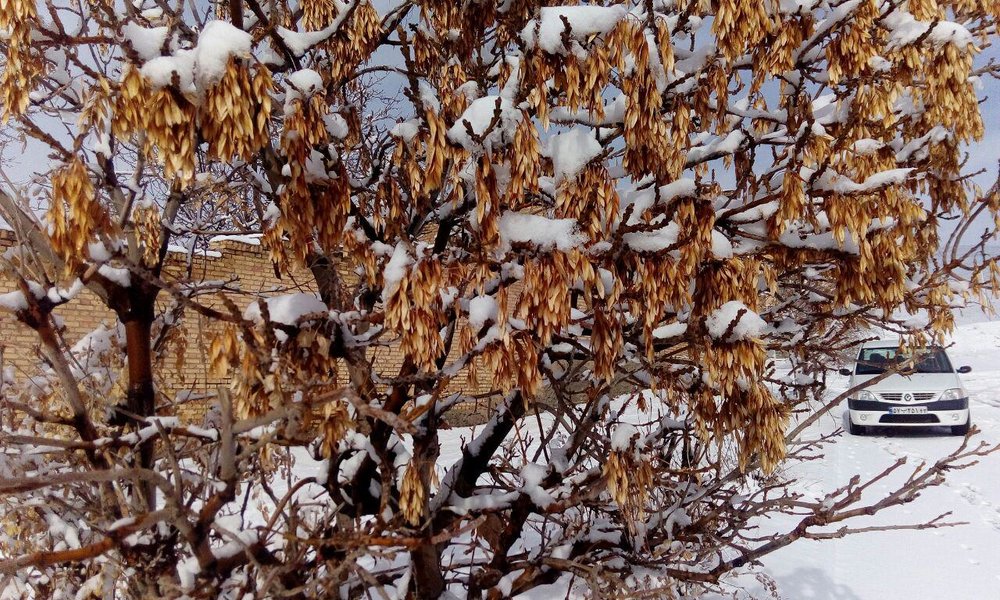 گیسوان آذر سپید شد/ بارش 4 سانتی متری برف در فریدن+تصاویر