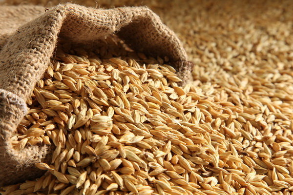 دستور قضایی برای ترخیص ۲۶ هزار تن گندم در انبار غله استان بوشهر صادر شد