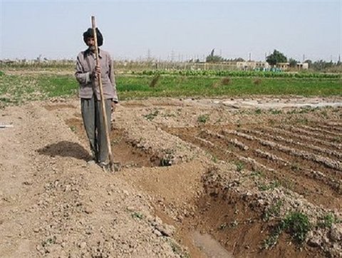 ضرورت پیگیری تشکیل صندوق خسارت کشاورزی حوضه زاینده‌رود 
