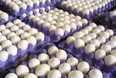 ۴ تن تخم مرغ فاقد مجوز در آستارا کشف شد