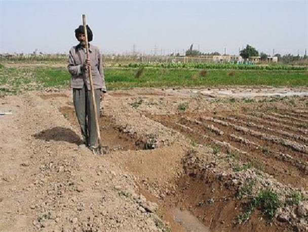 ضرورت پیگیری تشکیل صندوق خسارت کشاورزی حوضه زاینده‌رود