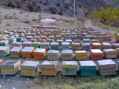 کاهش ۳۰ درصدی تلفات زمستان‌گذرانی کلنی‌های زنبورعسل در استان اردبیل