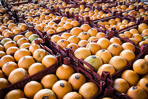 توزیع بیش از ۹۰ تن میوه دولتی در برخوار 