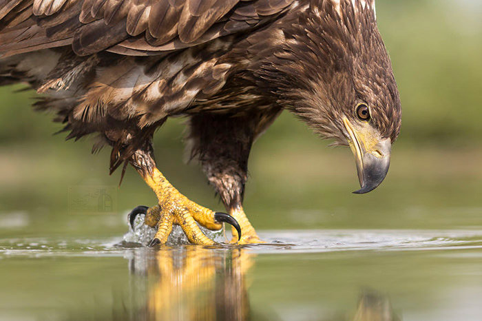یک بهله عقاب طلایی در منطقه کرکس رهاسازی شد