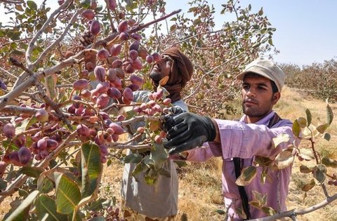 90% of pistachio gardens have been destroyed in Badrud
